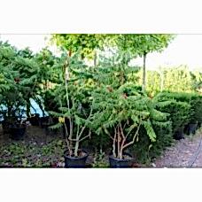 Rhus Typhına( Sumak)Nergis Peyzaj
