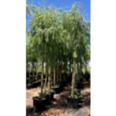 Salıx Babylonıca( Salkım Söğüt)Nergis Peyzaj
