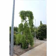 Sophora Japonıca Pendula( Sarkık Japon Sophorası)Nergis Peyzaj
