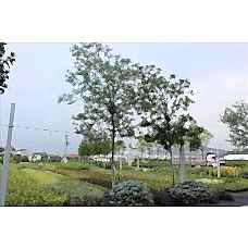 Acacia (Gümüşi Akasya- Mimoza)
