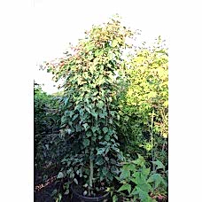 Acer Conspicuum Red Flamingo (Akçaağaç)
