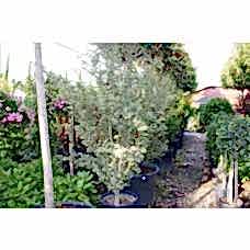 Acer Palmatum Butterfly( Beyaz Alacalı Japon Akçaağacı)Nergis Peyzaj
