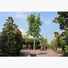 Acer Freemanii Autum Blaze (Akçaağaç)
