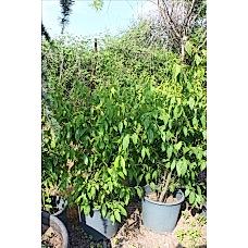 Chimonanthus -Kiş Tatlisi- Kadeh Çiçeği
