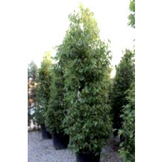 Cinnamomum - Tarçın
