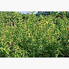 Deutzia (Havlu Püskülü)
