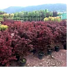 Acer Palmatum Bloodgood (Kırmızı Yapraklı Japon Akçaağacı) Nergis Peyzaj
