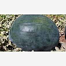 Karpuz Tohumu DARKRED F1
