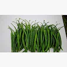 Biber Tohumu MIZRAK F1 “CİN BİBER”
