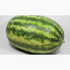Karpuz Tohumu RAFEEL F1

