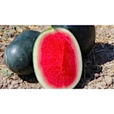 Karpuz Tohumu W-135 F1
