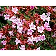 Abelia grandiflora Edward Goucher (Güzellik çalısı Pembe çiçekli bodur)
