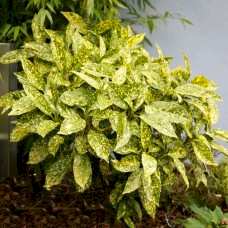 Aucuba japonica Crotonifolia (Akuba Japon defnesi sarı)
