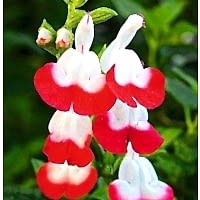 Salvia Microphylla Hot Lips (Adaçayı Kırmızı)
