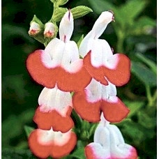 Salvia Microphylla Hot Lips (Adaçayı Kırmızı)
