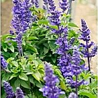 Salvia Vibe Purple (Adaçayı Mor)
