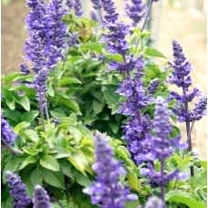 Salvia Vibe Purple (Adaçayı Mor)
