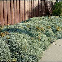 Santolina Chamaecyparissus (Lavantin)
