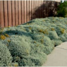 Santolina Chamaecyparissus (Lavantin)
