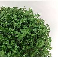 Soleirolia soleirolii (Arapsaçı)
