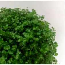 Soleirolia soleirolii (Arapsaçı)
