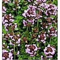 Thymus vulgaris (Kekik Yayılıcı)

