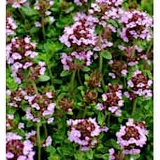 Thymus vulgaris (Kekik Yayılıcı)
