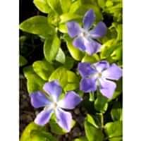 Vinca Major (Cezayir Menekşesi)
