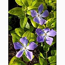 Vinca Major (Cezayir Menekşesi)
