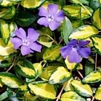 Vinca Minor (Cezayir Menekşesi)
