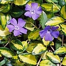 Vinca Minor (Cezayir Menekşesi)

