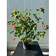 Abutilon pictum - Ağaç Küpesi
