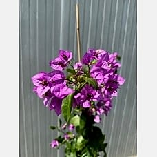 Ada Begonvili - Bougainvillea
