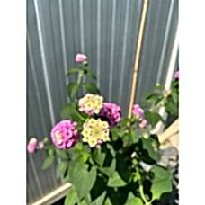 Ağaç Minesi - Pembe Çiçekli - Verbena officinalis
