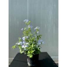 Mavi Yasemin-Plumbago capensis
