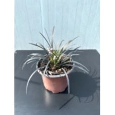 Siyah Osmanlı Çimi - Ophiopogon japonicus nigrrescens
