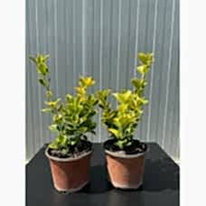 Altuni Taflan - Euonymus Japonica
