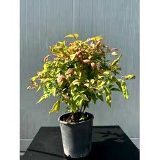 Nandina domestica - Bodur Cennet Bambusu
