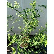 Gerçek Yasemin - Jasminum officinale
