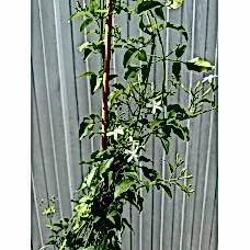 Limon Kokulu Yasemin - Jasminum azoricum lemon
