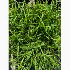 Bermuda Çimi (Ayrık Çimi)
