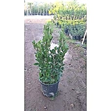 Defne (Laurus Nobilis)
