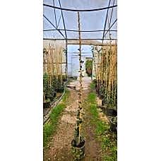 Arap Yasemini(Ryncospermium Jasminoıdes)
