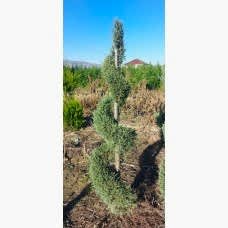 Arizona spirale 180 cm