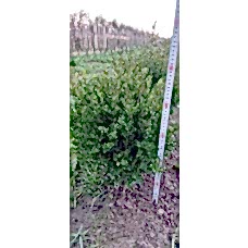 Buxus 40/50 cm (Şimşir)