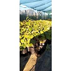 Hayward Kivi Fidanı (Dişi) 50-60cm Tüplü