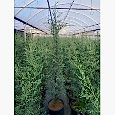 Mavi servi Aşılı Arizona