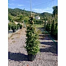 Abelia Grandiflora - Güzellik Çalısı
