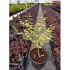 Acer Palmatum Butterfly
