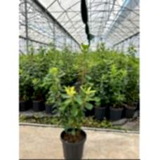 Arbutus Unedo,Kocayemiş
